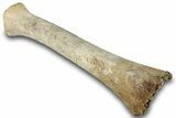 Pleistocene Fossil Llama (Palaeolama) Radius - Florida #265355-3